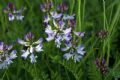 Astragalus alpinus